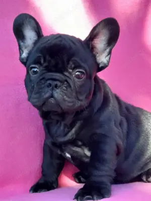 Pui buldog bulldog francez blue tan, black tan, blue, gri, albastru, blue fawn etc - imagine 4