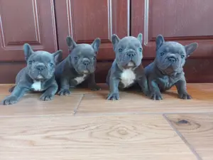 Pui buldog bulldog francez blue tan, black tan, blue, gri, albastru, blue fawn etc - imagine 3