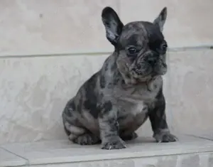 Pui buldog bulldog francez blue tan, black tan, blue, gri, albastru, blue fawn etc