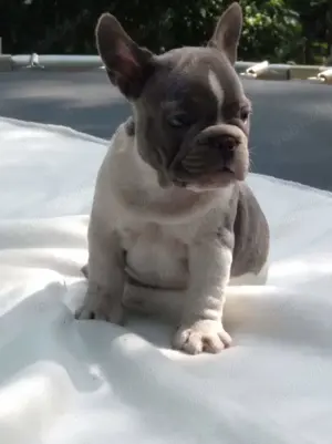 Pui buldog bulldog francez blue tan, black tan, blue, gri, albastru, blue fawn etc - imagine 5