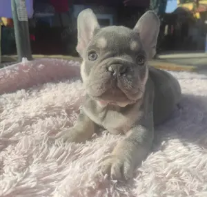 Pui buldog bulldog francez blue tan, black tan, blue, gri, albastru, blue fawn etc - imagine 2