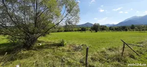 Teren 9350 mp Bran Livada, Extravilan - imagine 6