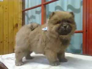 Pui chow chow diferite culori  - imagine 2