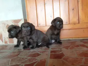 Pui de labrador retriever retriver diferite culori