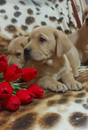 Pui de labrador retriever retriver diferite culori - imagine 2