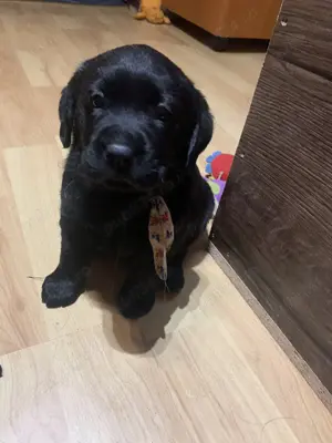 Pui de labrador retriever retriver diferite culori - imagine 3