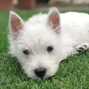 Pui westie femele si masculi