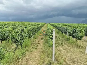 Afacere Investitie Vie 4 Hectare 40 km de Oradea