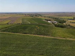 Afacere Investitie Vie 4 Hectare 40 km de Oradea