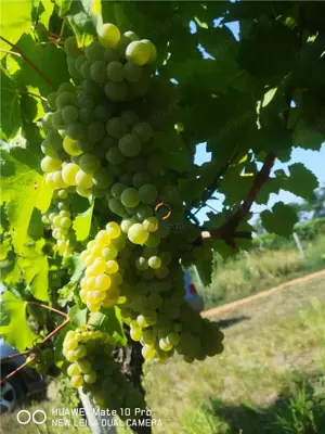 Afacere Investitie Vie 4 Hectare 40 km de Oradea - imagine 3