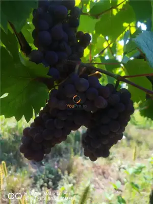 Afacere Investitie Vie 4 Hectare 40 km de Oradea - imagine 2