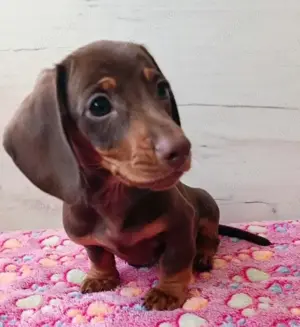 Pui de teckel - tekel - techel blue , arlequin etc  - imagine 2