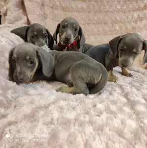 Pui de teckel - tekel - techel blue , arlequin etc  - imagine 3