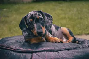 Pui de teckel - tekel - techel blue , arlequin etc  - imagine 4