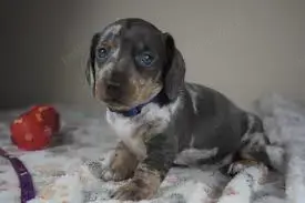 Pui de teckel - tekel - techel blue , arlequin etc  - imagine 5