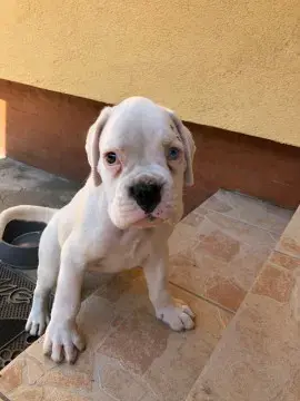 Pui de boxer german  - imagine 3