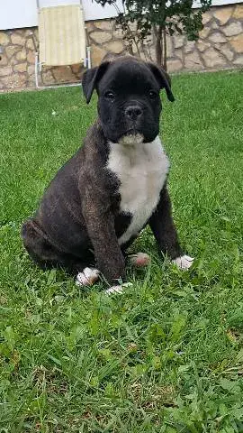 Pui de boxer german  - imagine 2