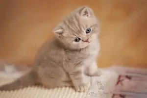 Pui de scottish scotish fold si british shorthair