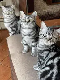 Pui de scottish scotish fold si british shorthair  - imagine 3