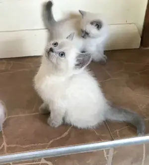 Pui de scottish scotish fold si british shorthair  - imagine 2