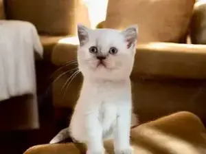 Pui de scottish scotish fold si british shorthair  - imagine 5