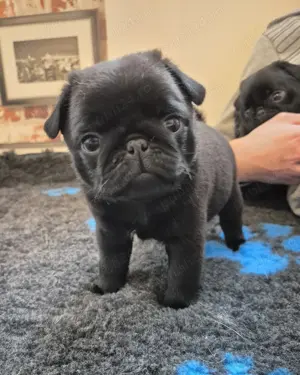 Pui de mops  pug   carlino bej si negru  - imagine 2