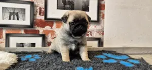 Pui de mops  pug   carlino bej si negru 