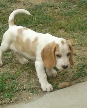 Pui beagle bicolor si tricolor  - imagine 2