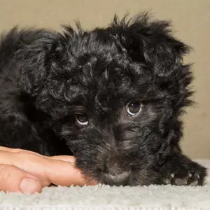 Pui pumi femele si masculi