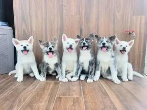 Femele si masculi de akita inu japonez 