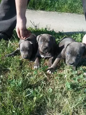 Pui de amstaff amstaf blue fawn si blue , gri, albastru  - imagine 2