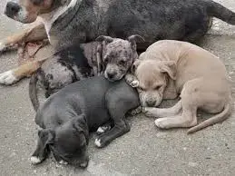 Pui de amstaff amstaf blue fawn si blue , gri, albastru  - imagine 3