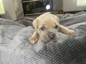 Pui cane corso blue , gri, albastru , negru , tigrat, formentino - imagine 2