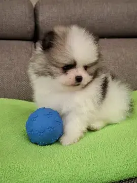 Pui de pomeranian- spitz pitic  - imagine 3