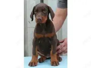 Pui de doberman dobermann negru si maro 