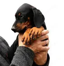Pui de doberman dobermann negru si maro  - imagine 2