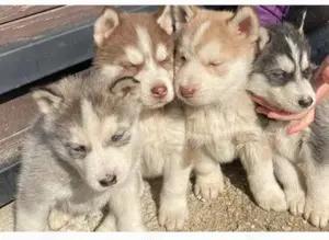 Pui de husky siberian femele si masculi diferite culori - imagine 2