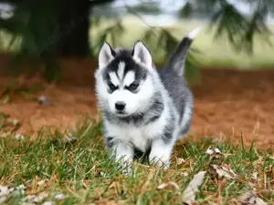 Pui de husky siberian femele si masculi diferite culori