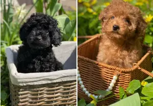 Pui Caniche Poodle Toy -Disponibili Acum !