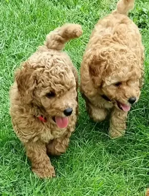 Pui Caniche Toy Premium - diverse culori, vaccinuri la zi !!! - imagine 2