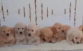 Pui de golden retriever retriver