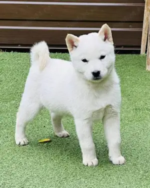 Pui shiba inu femele si masculi diferite culori  - imagine 3
