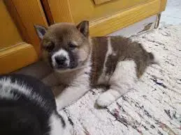 Pui shiba inu femele si masculi diferite culori  - imagine 2