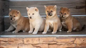 Pui shiba inu femele si masculi diferite culori 