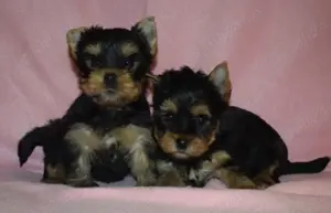 Pui de yorkshire   yorki  yorkie terrier terier - imagine 2 Pui de yorkshire   yorki  yorkie terrier terier - imagine 2