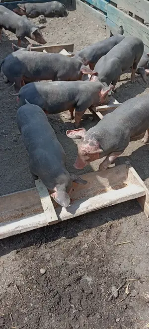 Porci, purcei  - imagine 3