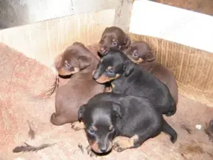 Pui jagd terrier terier jagdterrier - imagine 2