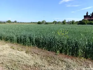 vinzare teren intravilan - imagine 3 vinzare teren intravilan - imagine 3