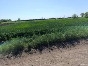 vinzare teren intravilan - imagine 2 vinzare teren intravilan - imagine 2