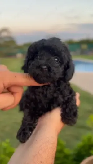 Pui Caniche  Toy - Sănătoși, Îngrijiți,  cu Acte și Vaccinuri  - imagine 2